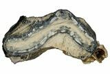 Mammoth Molar Slice With Case - South Carolina #349993-1